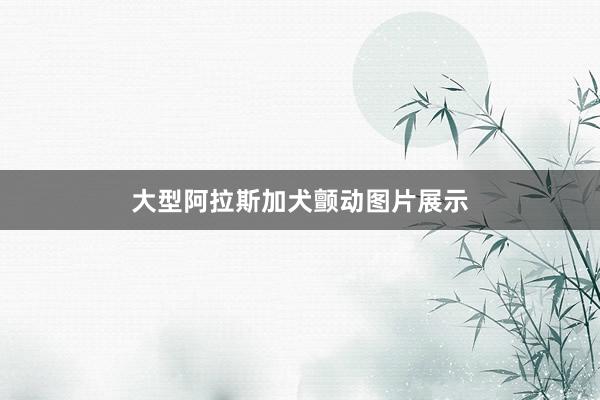 大型阿拉斯加犬颤动图片展示